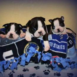 Boston Terrier and Italian Greyhound Puppies from 4Ever Boston Terriers & Italian Greyhounds
