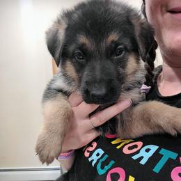 Blue - Black and red male German Shepherd puppy in Coatesville, Pennsylvania from Jessica's German Shepherds