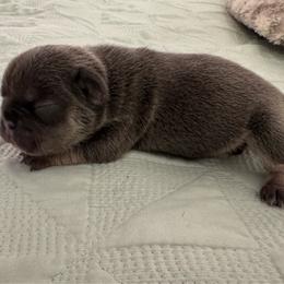 Glory - Tricolors female French Bulldog puppy in Riverview, Florida from The Frenchie Lady Co.