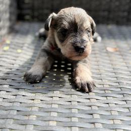 Pink collar - Salt and pepper female Miniature Schnauzer puppy in Brownwood, Texas from Texas Dreams Mini Schnauzers