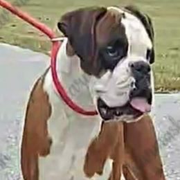 Boxers, Bulldogs, and Shih Tzus from Karmash Boxers, Bulldogs and Krymson Kandy Shihtzus