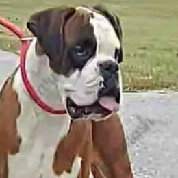 Boxers, Bulldogs, and Shih Tzus from Karmash Boxers, Bulldogs and Krymson Kandy Shihtzus