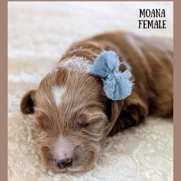 Moana - Red  female Goldendoodle puppy in Hilton, New York from The House of Goldendoodle