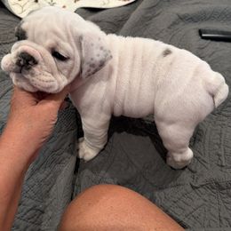 Bulldog Puppies from Barden family bulldogs