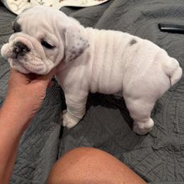Bulldog Puppies from Barden family bulldogs