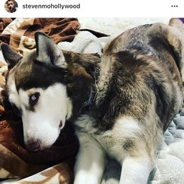 Jane - Siberian Husky