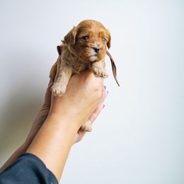 Brown Collar Boy - Red male Cavapoo puppy in Duncan, South Carolina from Abner Creek Poodles & Doodles