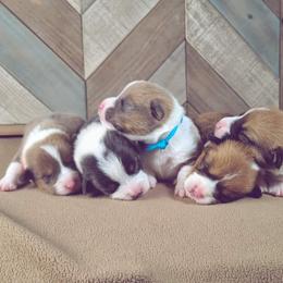 German Shepherd and Pembroke Welsh Corgi Puppies from J&R Shepherds & Corgis
