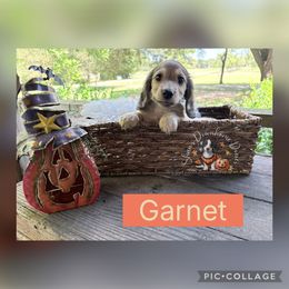 Garnet - Cream male Dachshund puppy in Hockley, Texas from Shans Down Home Doxies
