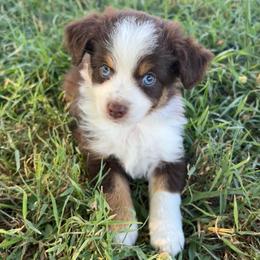 Cash - Red tri male Miniature Australian Shepherd puppy in Greensboro, North Carolina from Mike & Josh- Small Mini/Toy Aussies