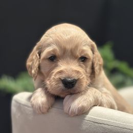 Chestnut - Apricot female Goldendoodle puppy in Rainier, Oregon from Beaver Springs Puppies