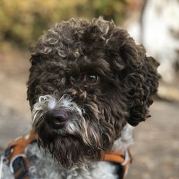 Sunny - Lagotto Romagnolo