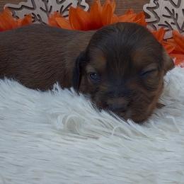 Amara - Red female Dachshund puppy in Fredricktown, Missouri from Ivy Cream Dachshunds