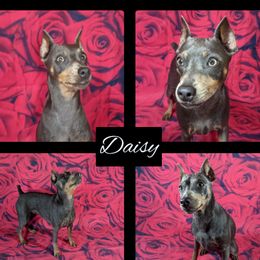 Daisy - Miniature Pinscher