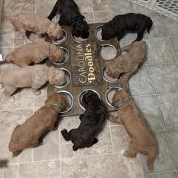 Goldendoodle Puppies from Carolina Doodles