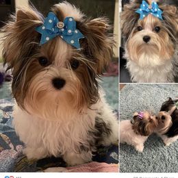 Biewer Terrier Puppies from Rocky Mountain Biewer Terriers