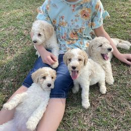 Goldendoodle and Poodle Puppies from Guthrie Farms
