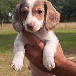 3000..Raya - Chocolate and tan female Dachshund puppy in Winter Haven, Florida from Gateway 2 Little Paws