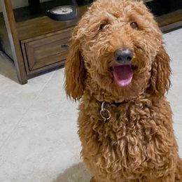 Goldendoodles from Mahogany Doodles