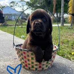Blue Collar Male - Chocolate male Labrador Retriever puppy in Kissimmee, Florida from SunState Labs