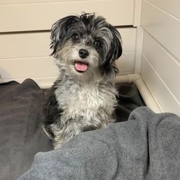 Aussiedoodles and Poodles from Bee Haven Poodles and Doodles