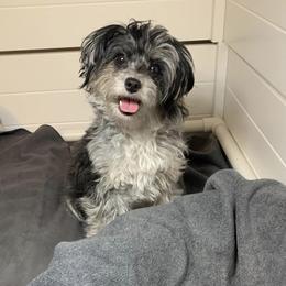 Aussiedoodles and Poodles from Bee Haven Poodles and Doodles