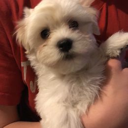 Havanese Puppies from Selah Havanese