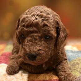 Dusty - Red  male Poodle puppy in Florida from Rouge Poodles