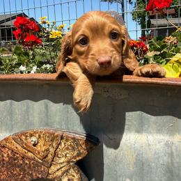 Tip - Red male Dachshund puppy in Cabool, Missouri from Hidden Valley Farms
