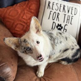 American Corgi and Pembroke Welsh Corgi Puppies from Beebe’s Corgis | Seven B Corgi Co