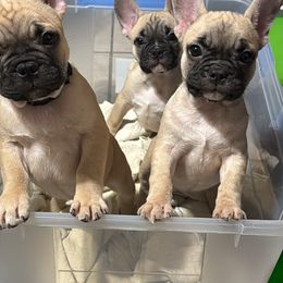 French Bulldog Puppies from Von Darr Kennels