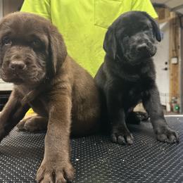 Labrador Retriever Puppies from Tag Hollow