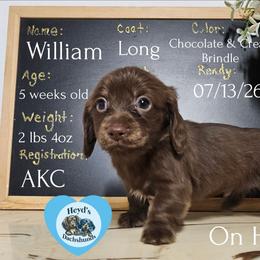 William - Chocolate male Dachshund puppy in Hoquiam, Washington from Heyd's Mini Dachshunds