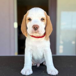 CHURRO - Red Boy - Red and white male Beagle puppy in Las Vegas, Nevada from Vegas Valle Beagles