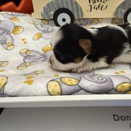 SD99 Biewers Fiona P - Black tan and white female Biewer Terrier puppy in Lebanon, Oregon from SD99Biewers