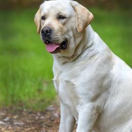 Labrador Retriever All Grown Up from Farnworth Labradors