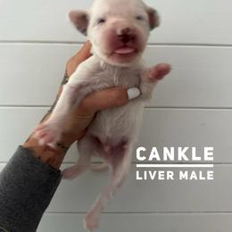 Ankle - White and liver brown male Dalmatian puppy in Stanchfield, Minnesota from Darling Dalmatians