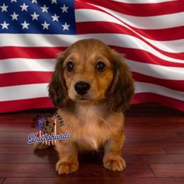 AFDs Benelli - Red male Dachshund puppy in Waverly, Ohio from Always Faithful Dachshunds