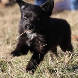 Australian Shepherd, Miniature Australian Shepherd, and Toy Australian Shepherd Puppies from Elmo’s Toy and Miniature Australian Shepherds