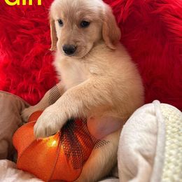 Golden Retriever Puppies from American True Golden retriever
