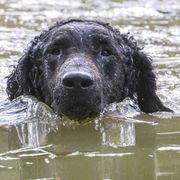 Curly-Coated Retrievers from Jollycurl Curly-Coated Retrievers