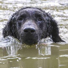 Curly-Coated Retrievers from Jollycurl Curly-Coated Retrievers