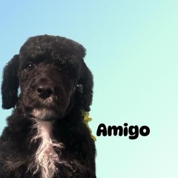 Amigo - Black male Poodle puppy in Baltimore, Maryland from Steinrock’s Standards