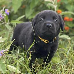Labrador Retrievers from Texas King’s Labradors