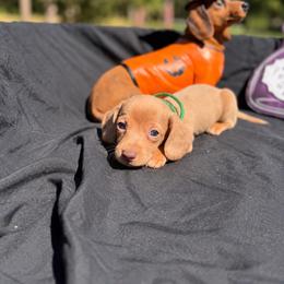 Timon AKC - 3,800 - Dapple male Dachshund puppy in Indian Trail, North Carolina from Hilda’s Teenie Weenies
