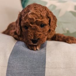 Yelena - Apricot female Goldendoodle puppy in Valley Center, California from AweStrunk Farms