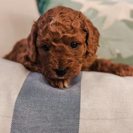 Yelena - Apricot female Goldendoodle puppy in Valley Center, California from AweStrunk Farms