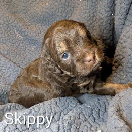 Skippy - Brown and tan male Cockapoo puppy in Sunset, Louisiana from Cano Cockapoos