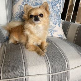 Churro - Chihuahua
