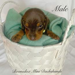 Dachshund Puppies from Marissa's Dachshunds (BooneDox Mini Dachshunds)